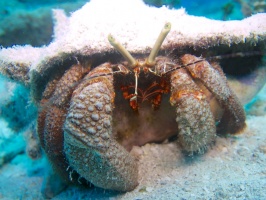 Giant Hermit Crab IMG 5082